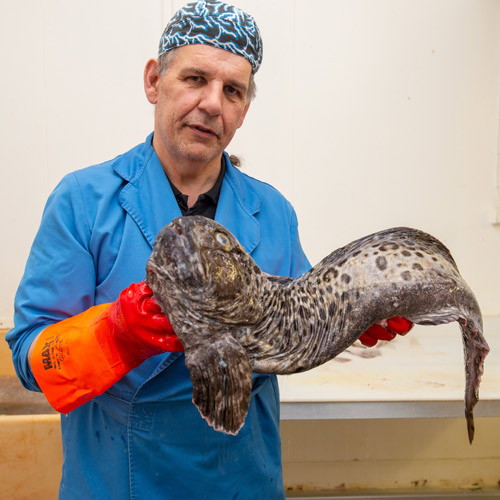 Fischer Kári Johannsson aus Isafjördur mit einem Seewolf Fischer Kári mit Seewolf