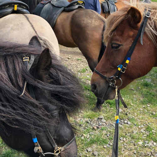 Islandpferde © Islandshestar