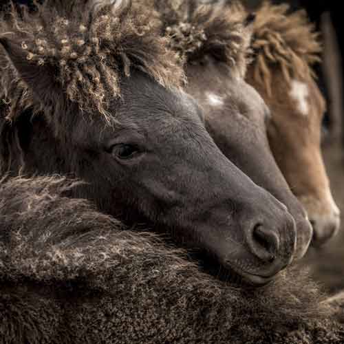 Islandpferde © Game of Horses Hestasport