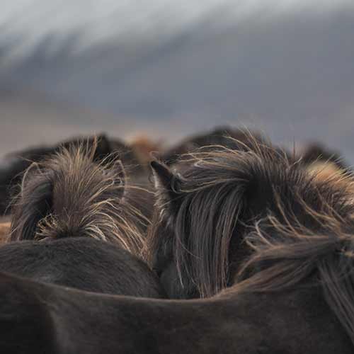 Pferdeabtrieb ©Miriam Horn