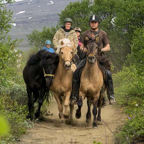 Reiter auf Islandpferden © Eldhestar