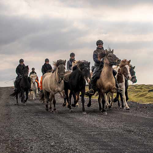 Reiten in Island - Eldhestar