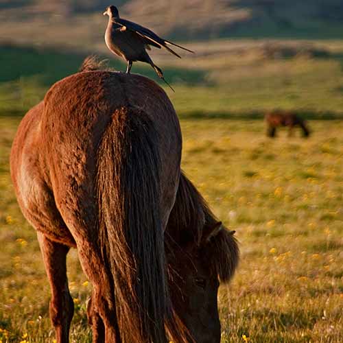 Vogel sitzt auf Islandpferd © Eldhestar
