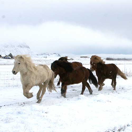 Islandpferdeim Winter ©Eldhestar