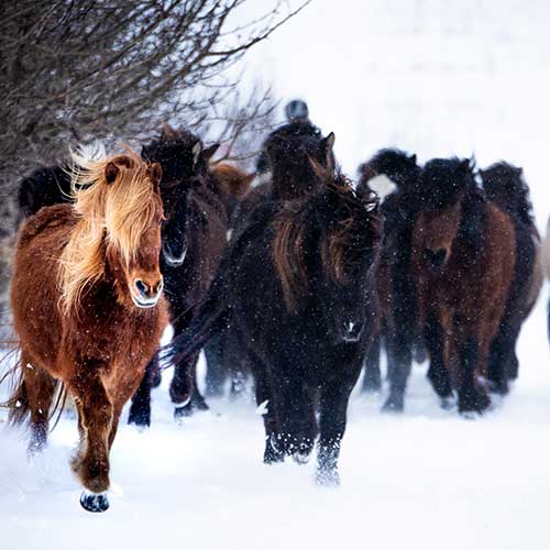 Islandpferde im Schnee ©Eldhestar