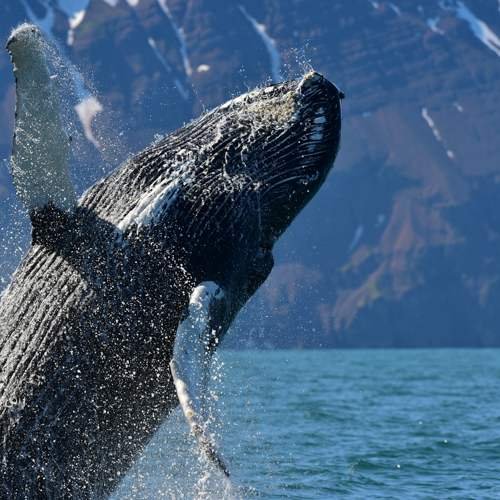 Whale Watching