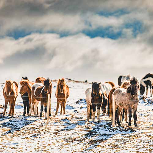 Islandpferde im Winter © Audunn Nielsson