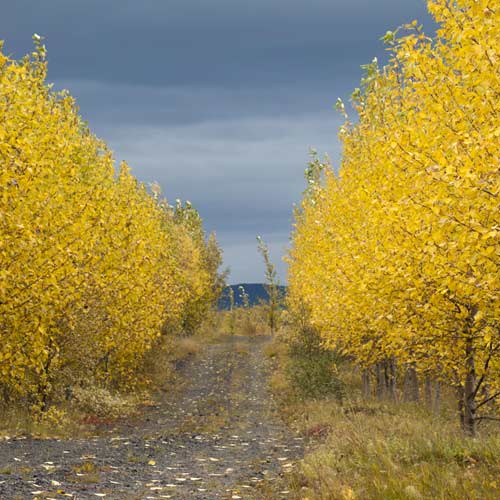 Herbstlaub auf Island