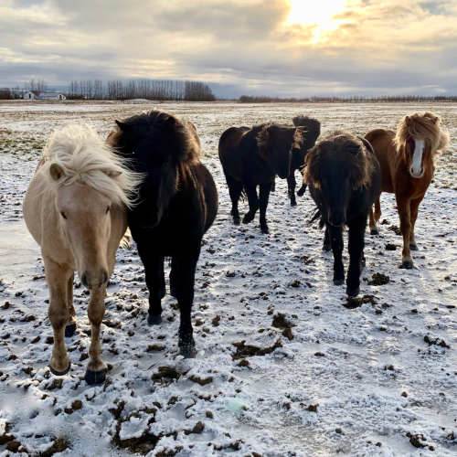 Islandpferde im Winter