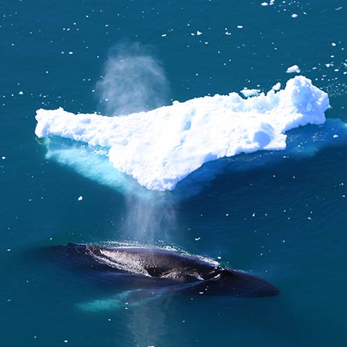 Buckelwal © Anne M. Christiansen / Visit Greenland