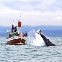 Whale Watching ©Gentle Giants - Stefan Gudmundsson
