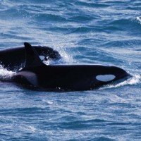 Orca