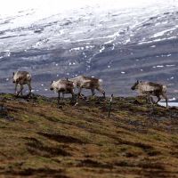 Rentiere in Ostisland ©Icelandic Explorer - Austurbru