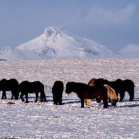 Islandpferde im Winter