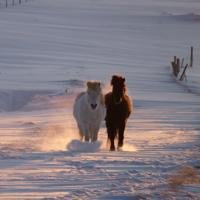 Islandpferde im Schnee